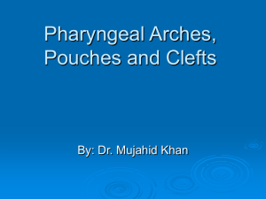 2 Pharyngeal Arches, Pouches and Clefts