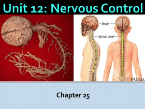 Unit_12_ch25_Nervous_Control_RGM_10