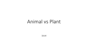 biology3A_3_-_Animal_vs_Plant