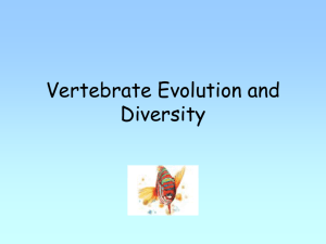 vertebrate evolution and diversity