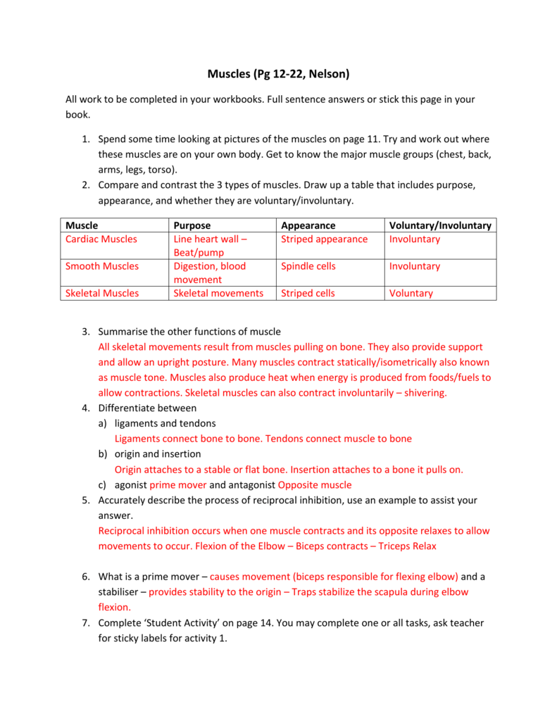 Muscles Worksheet Answers