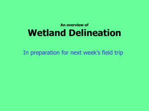 Wetland Delineation