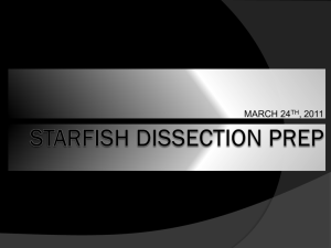 Starfish Dissection Prep