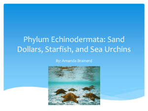 Phylum Echinodermata: Sand Dollars, Starfish, and Sea Urchins