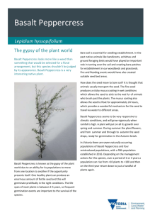 Lepidium hyssopifolium Fact Sheet (accessible version)