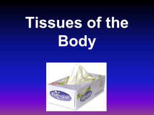 Body Tissues- Powerpoint