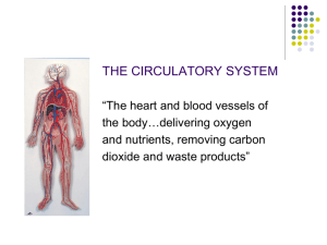 The Circulatory System - revision 2012