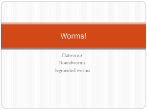 Worms! notes