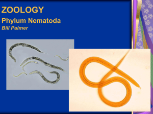 Phylum Nemata (Nematoda)