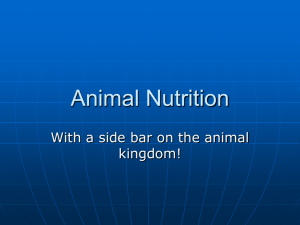 Animal Nutrition