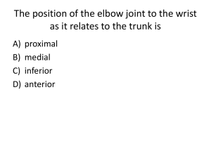 The position of the elbow joint to the wrist as it relates to the trunk is