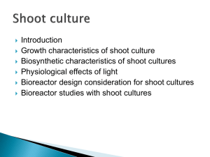 Shoot culture