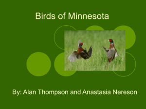 Birds of Minnesota FINAL