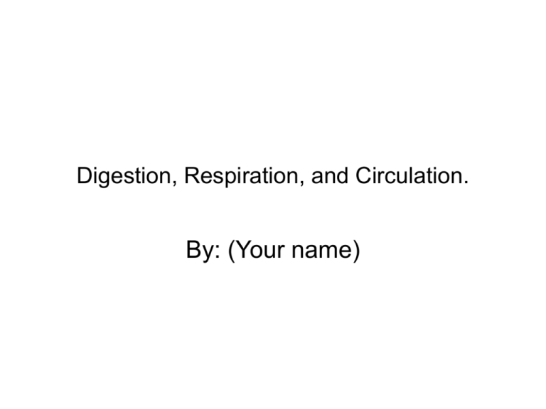 Digestion Respiration And Circulation 