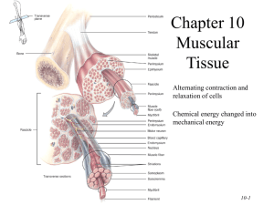 MUSCLE AS A TISSUE