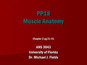 PP18 Muscle Anatomy