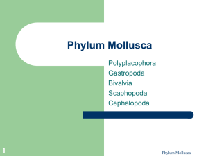 Phylum Mollusca
