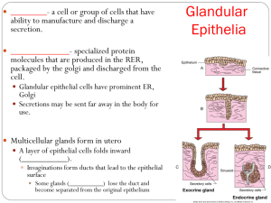 Glandular Epithelia