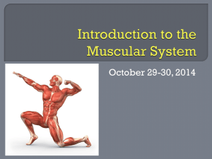 Introduction to the Muscular System