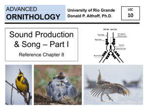 sounds - University of Rio Grande