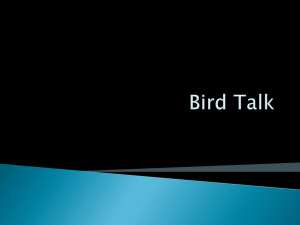 Bird Talk - Bird Slides
