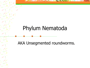 Phylum Nematoda Notes