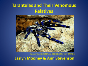 Tarantulas & Their Venomous Cousins_FINAL
