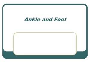 Leg, Ankle, Foot
