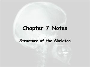 Structure of the skeleton notes 2