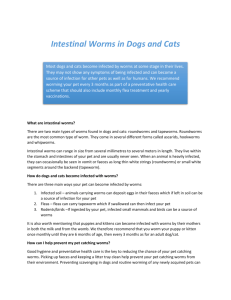 Intestinal Worms in Dogs and Cats
