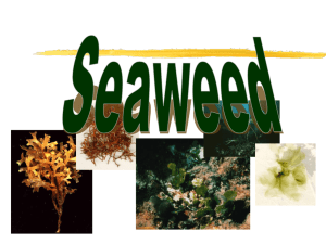 SEAWEEDS