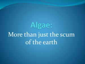Reproduction in Algae