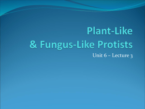 Protists: Algae & Fungus-Like