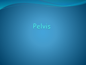 Pelvis