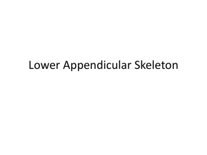 Lower Appendicular Skeleton