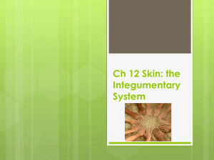 Ch 12 The Integumentary System