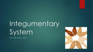 System 6 Integumentary System 6 Integumentary