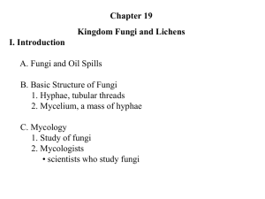 2. Class Basidiomycetes—The Club Fungi