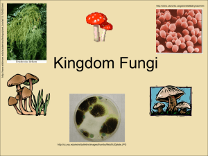 Fungi