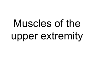 12 Muscles of the upper extremity