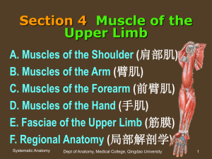 Section 4 Muscle of the Upper Limb