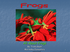 Frog PowerPoint