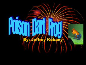 Jeffrey K. - Poison Dart Frog