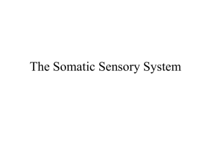 Sensory5