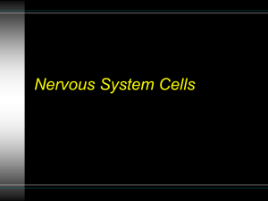 Nervous System Cells The Nervous System