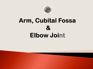 05 ARM, CUBITAL FOSSA & ELBOW JOINT