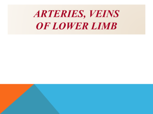 Lecture 17- Art,Veins of lower limb