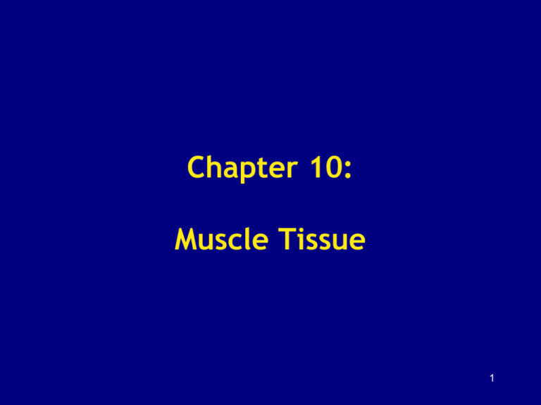 Chapter 10 Muscle Tissue