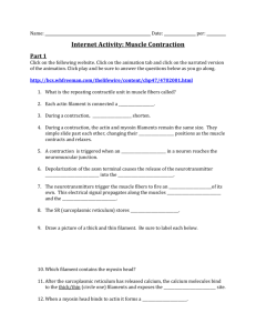Muscle Contraction Internet Activity