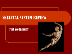 Skeletal system review